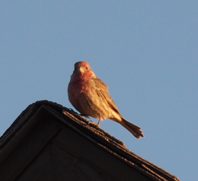 [Near the apex of a roof stands a bird with a red head and partial red belly with the rest of it a grey-brown and tan mixture. It has a light-colored beak and stares straight at the camera.]